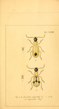 Слика од Demetrias (Demetrias) monostigma Leach ex Samouelle 1819