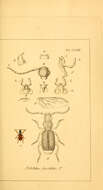 Image of Polistichus fasciolatus (P. Rossi 1790)