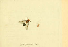 Image de Volucella pellucens (Linnaeus 1758)