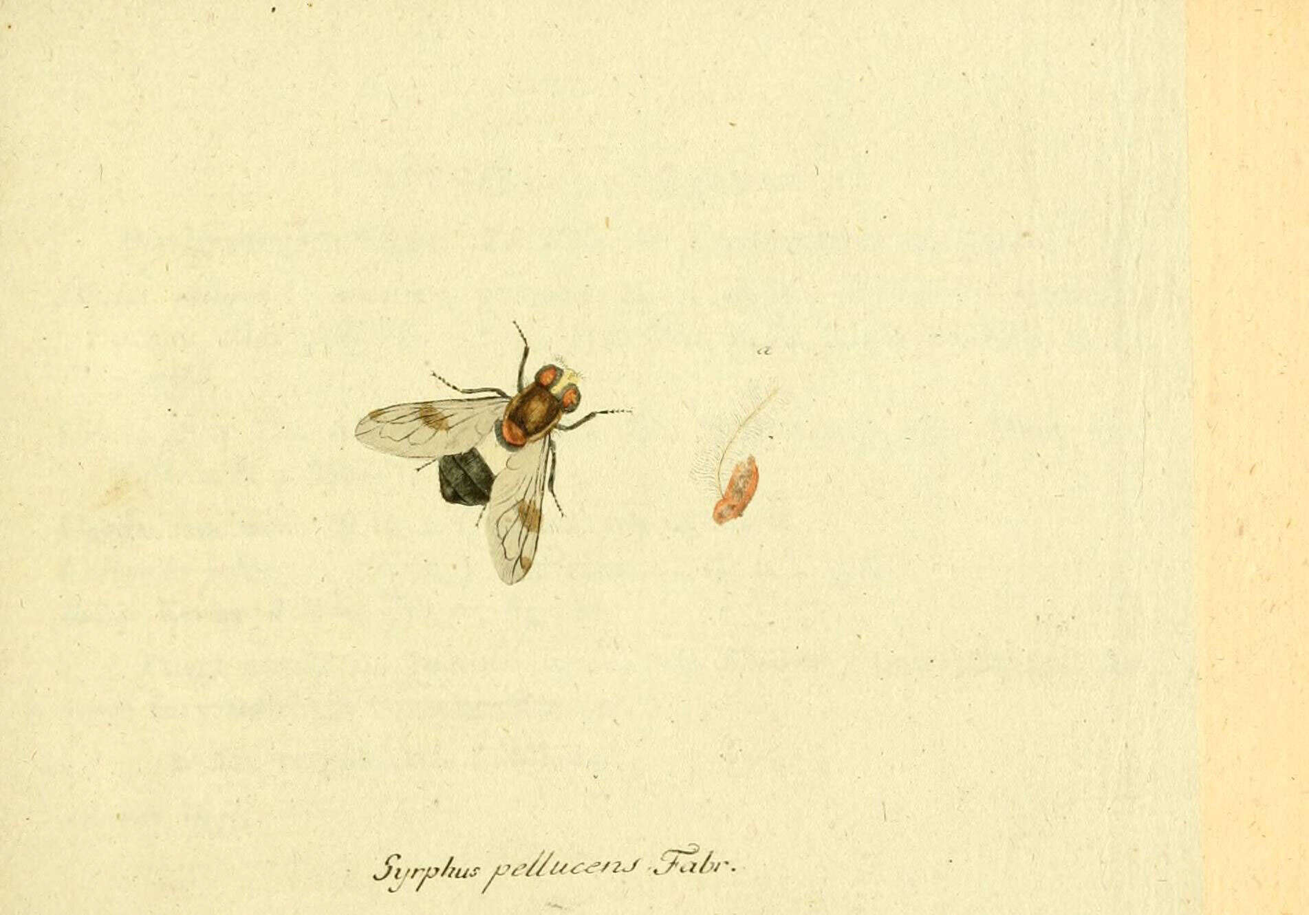 Image de Volucella pellucens (Linnaeus 1758)