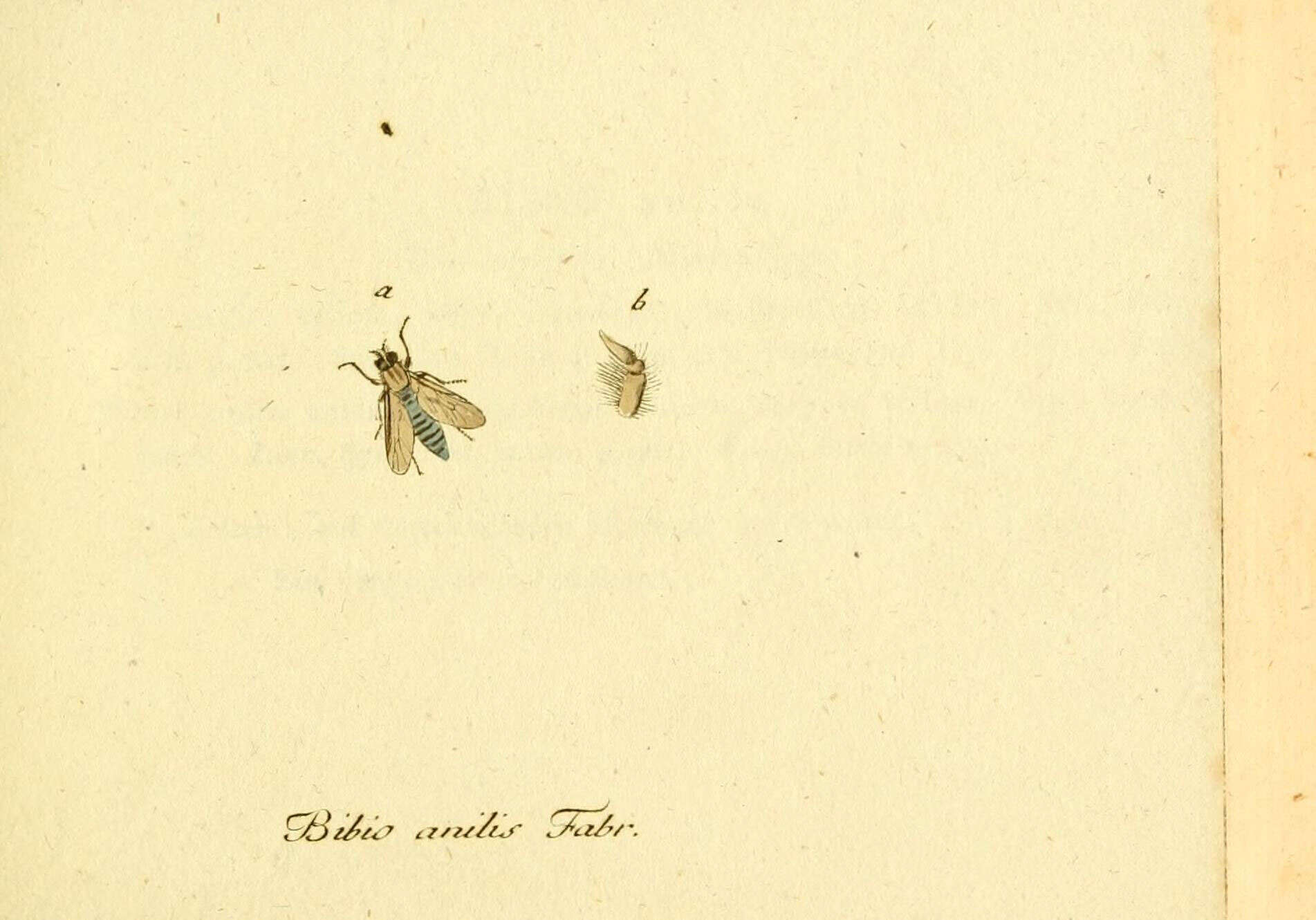 Image of Acrosathe annulata (Fabricius 1805)