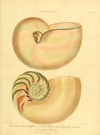 Image of Nautilida Agassiz 1847