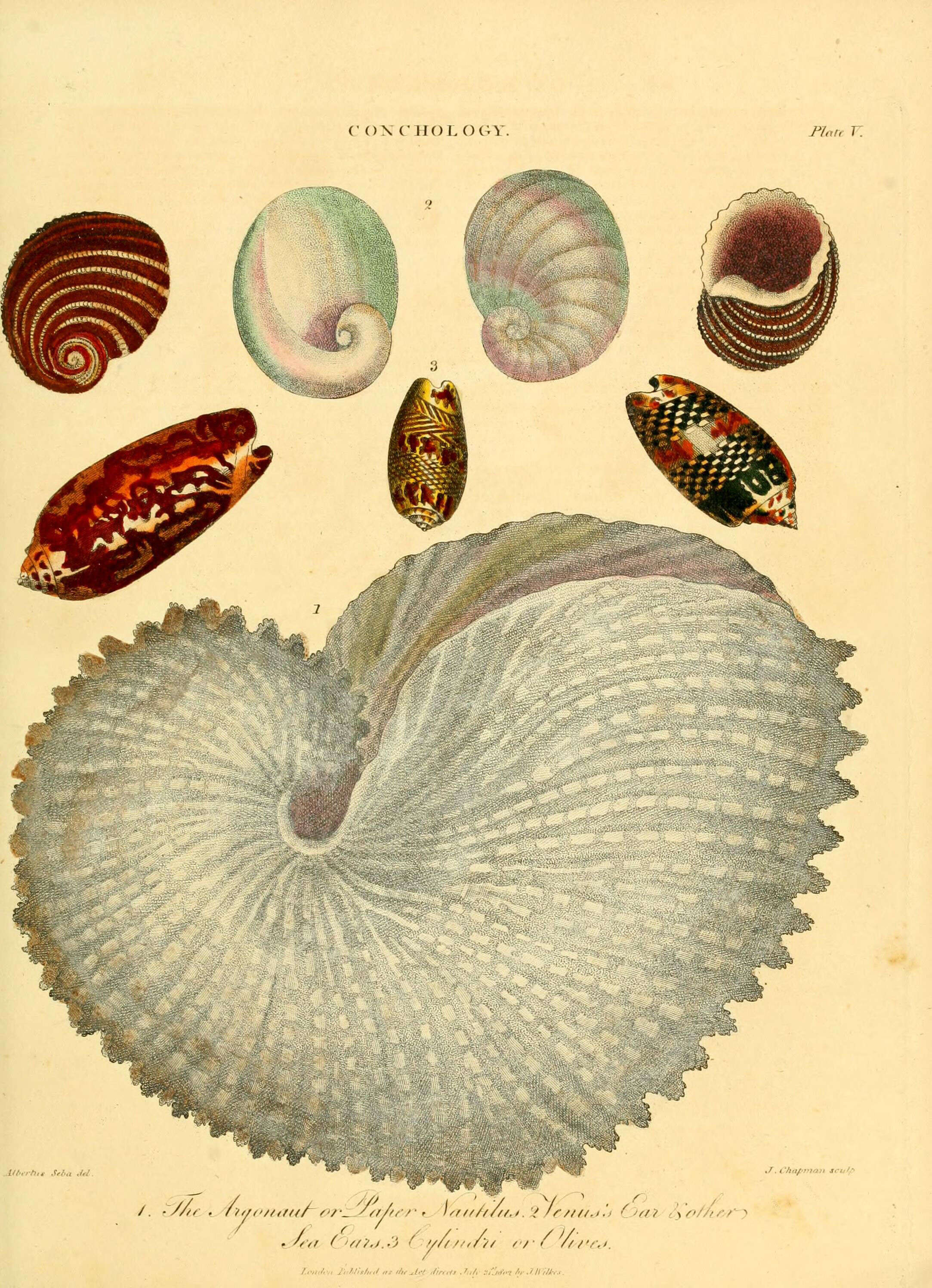 Image de Argonautidae Cantraine 1841