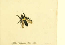 Imagem de Asilus ephippium Macquart 1855