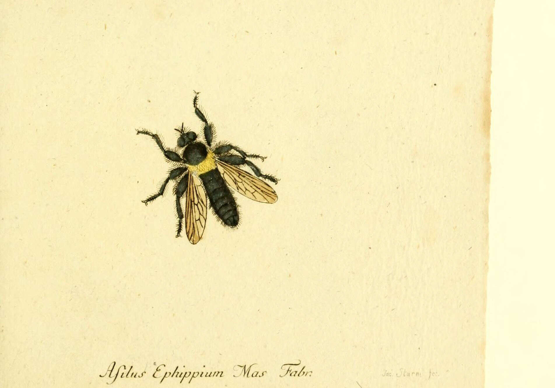 Image de Asilus ephippium Macquart 1855