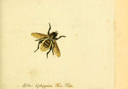 Image de Asilus ephippium Macquart 1855