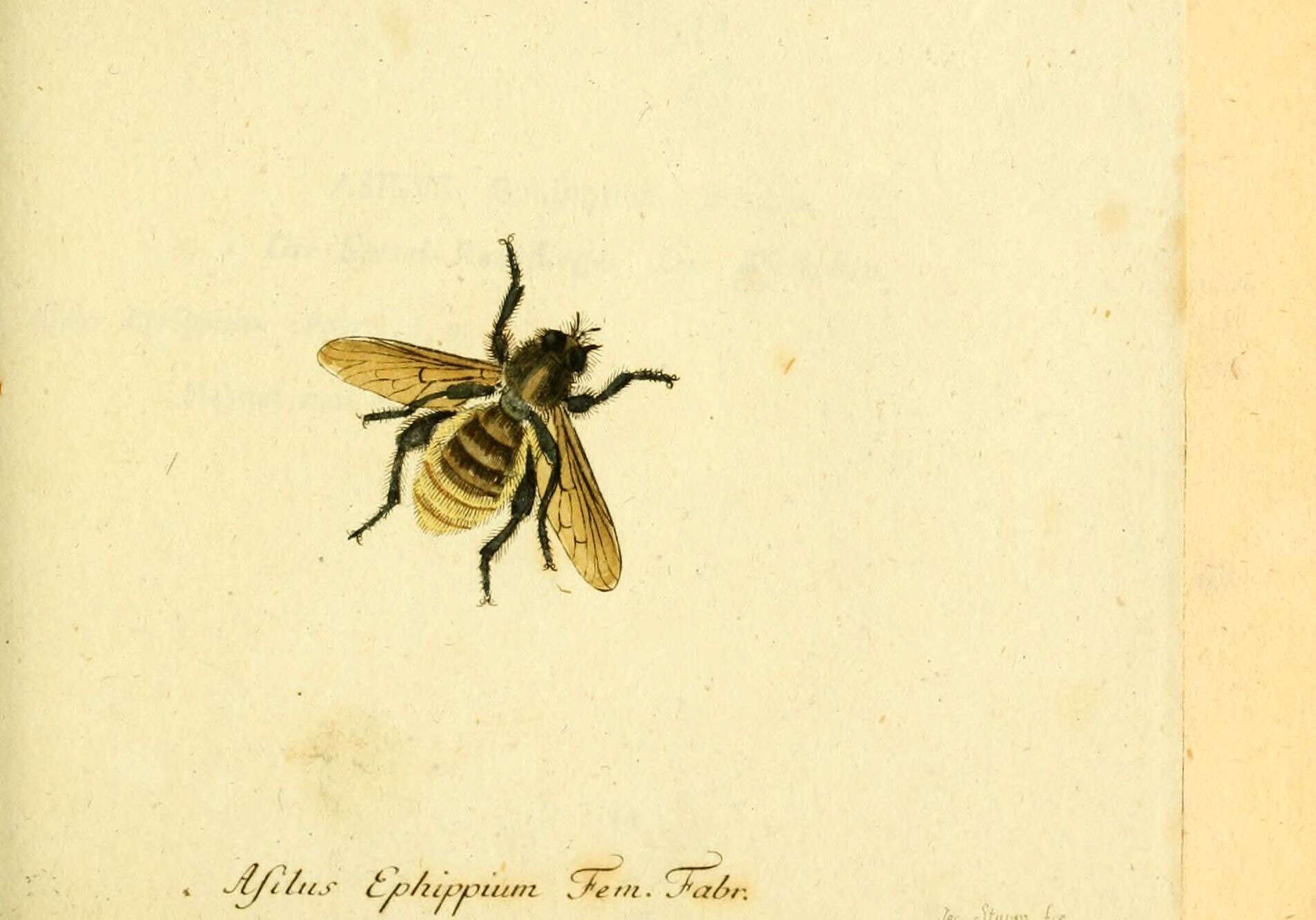 Imagem de Asilus ephippium Macquart 1855