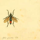 Image de Asilus punctatus Macquart 1834