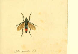 Sivun Asilus punctatus Macquart 1834 kuva