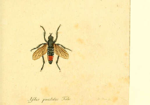 Imagem de Asilus punctatus Macquart 1834
