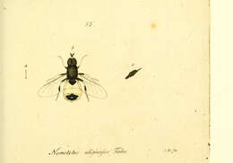 Image of Nemotelus uliginosus (Linnaeus 1767)