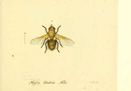 Image of Sphaerophoria scripta (Linnaeus 1758)