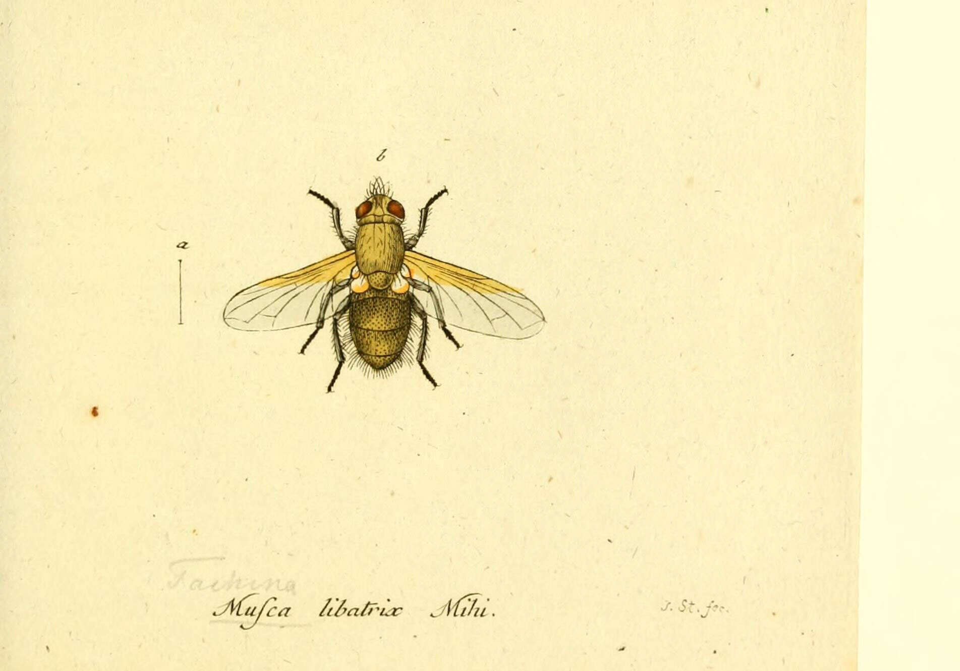 Sphaerophoria scripta (Linnaeus 1758) resmi