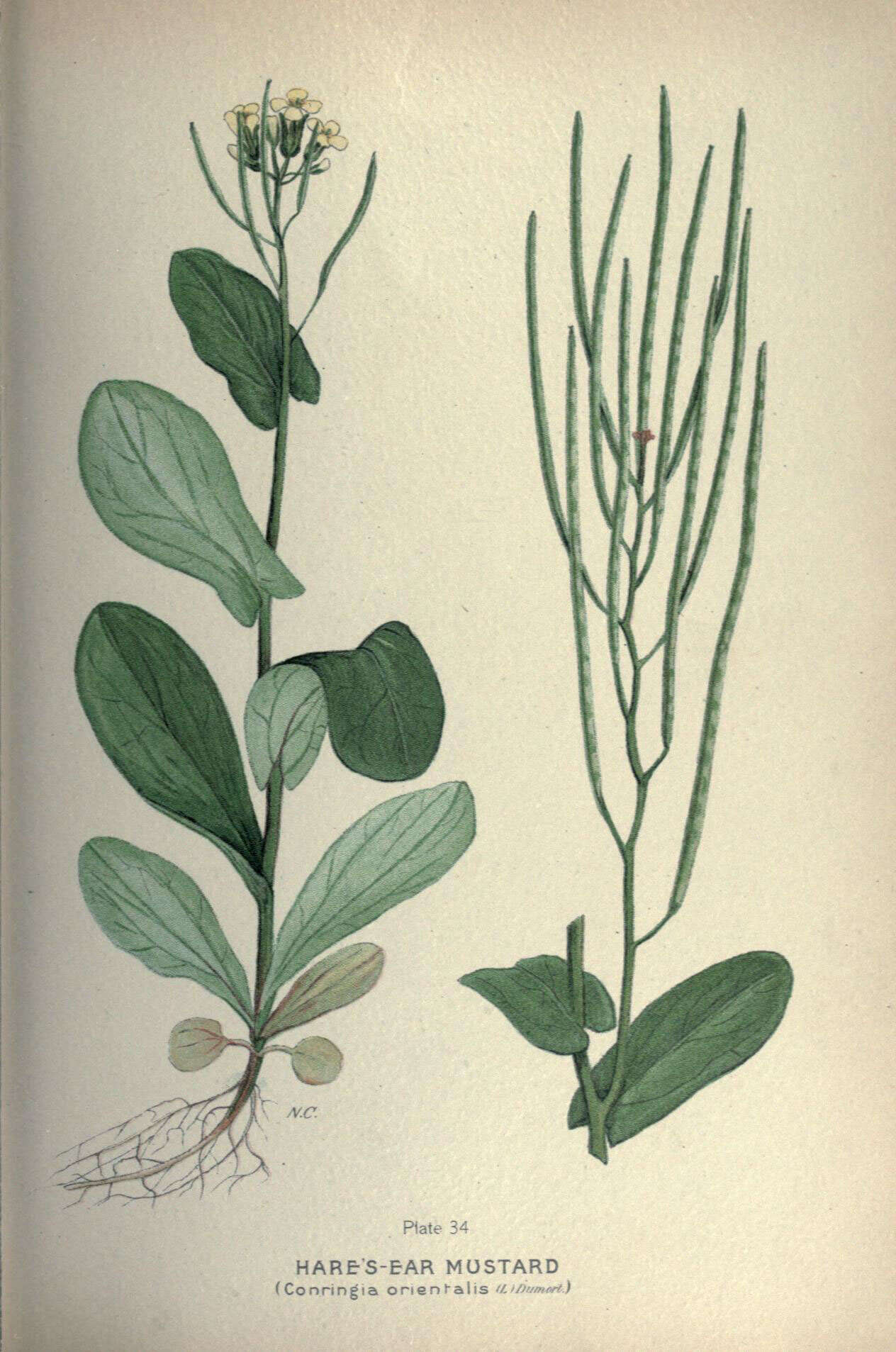 Image of hare's ear mustard