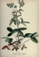 Image of Norwegian cinquefoil