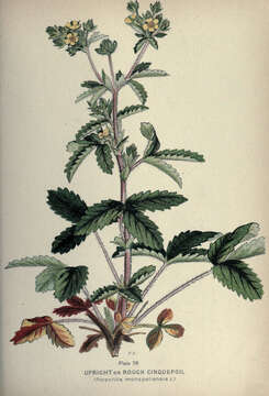 Imagem de Potentilla norvegica L.