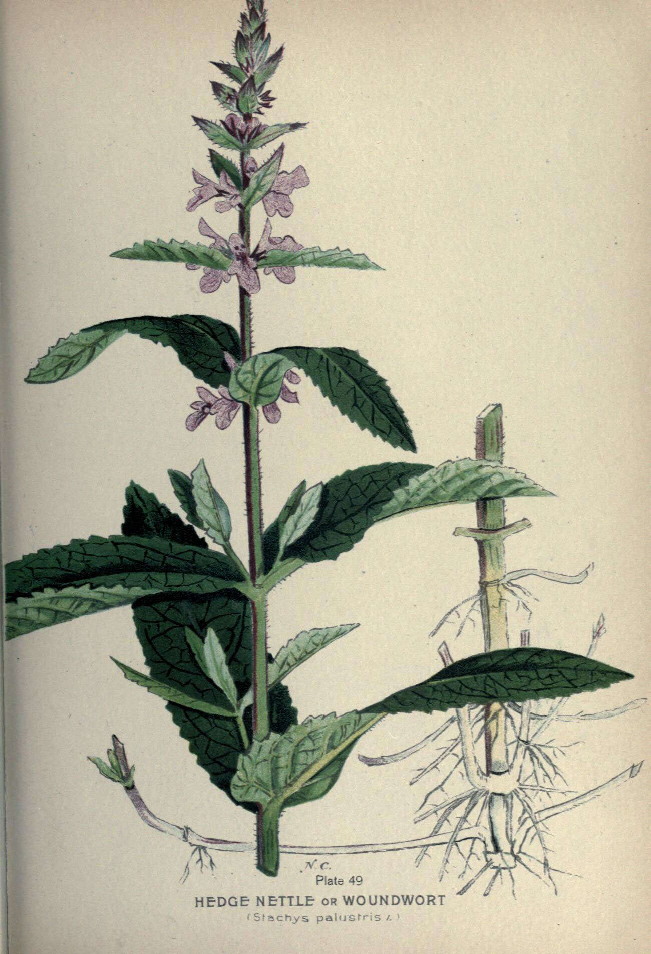 Слика од Stachys palustris L.