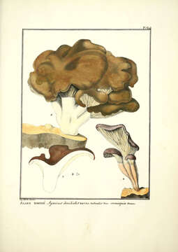 Imagem de Pleurotus cornucopiae (Paulet) Rolland 1910