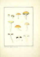 Image of Psilocybe coronilla (Bull.) Noordel. 1995