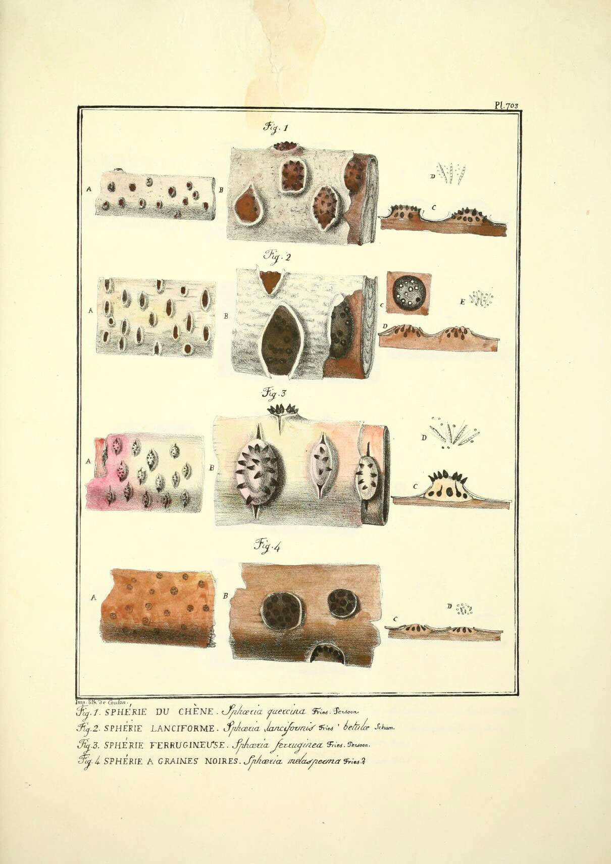 Image of Diatrypella quercina (Pers.) Cooke 1866