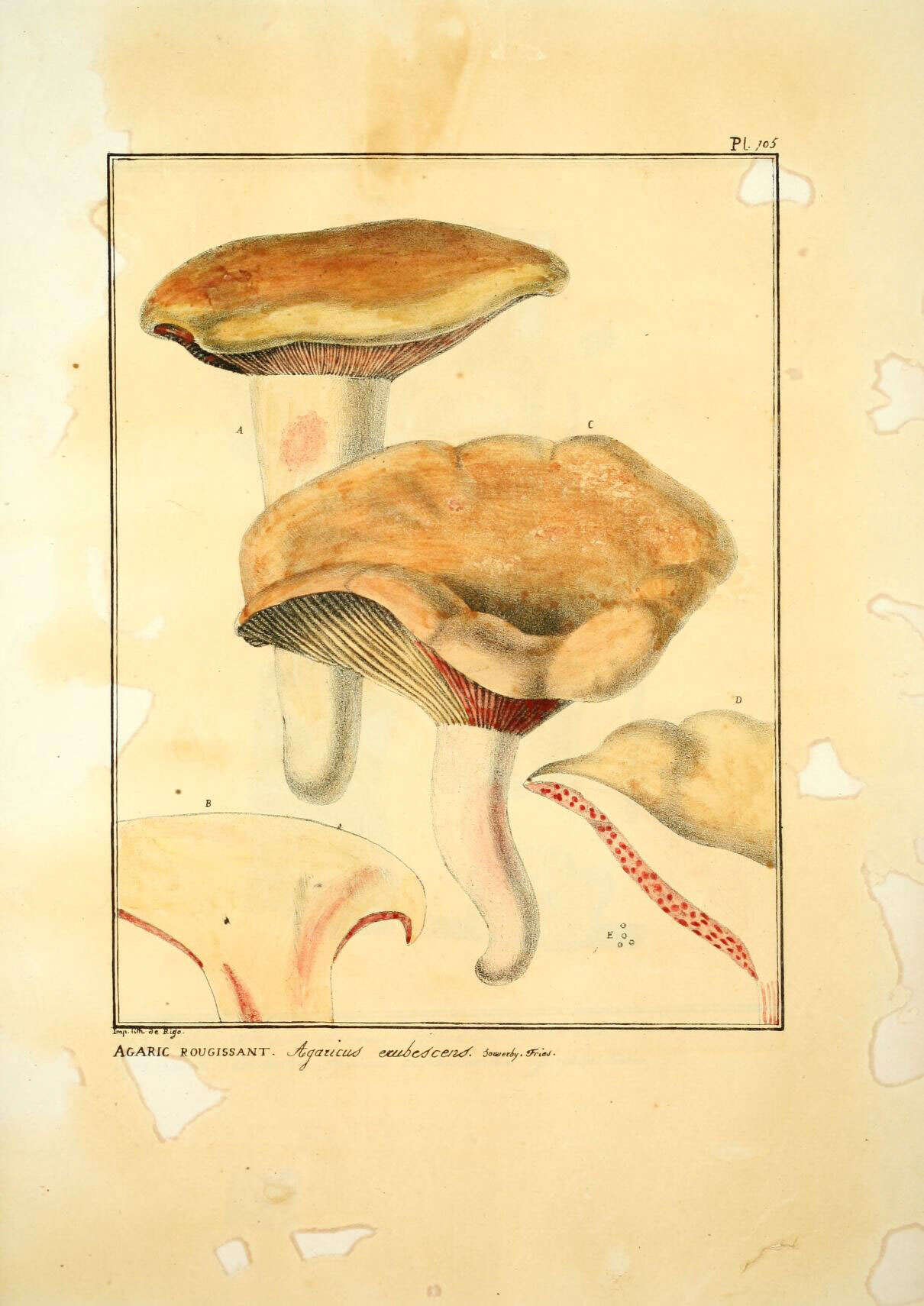 Image of Hygrophorus erubescens (Fr.) Fr. 1838