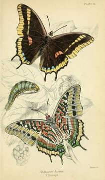 Image of Two-tailed Pasha