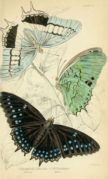 Image of Demon Charaxes