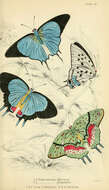 Image de Pseudolycaena marsyas (Linnaeus 1758)
