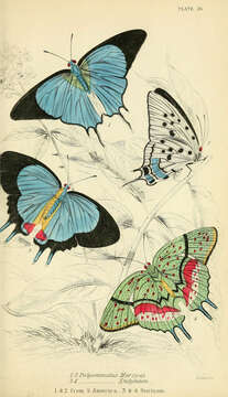 Image of Pseudolycaena marsyas (Linnaeus 1758)