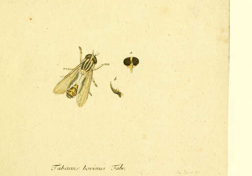 Image de Tabanus bovinus Linnaeus 1758