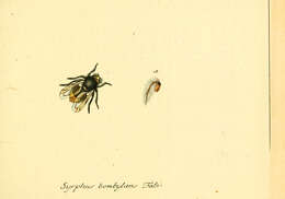 Imagem de Volucella bombylans (Linnaeus 1758)