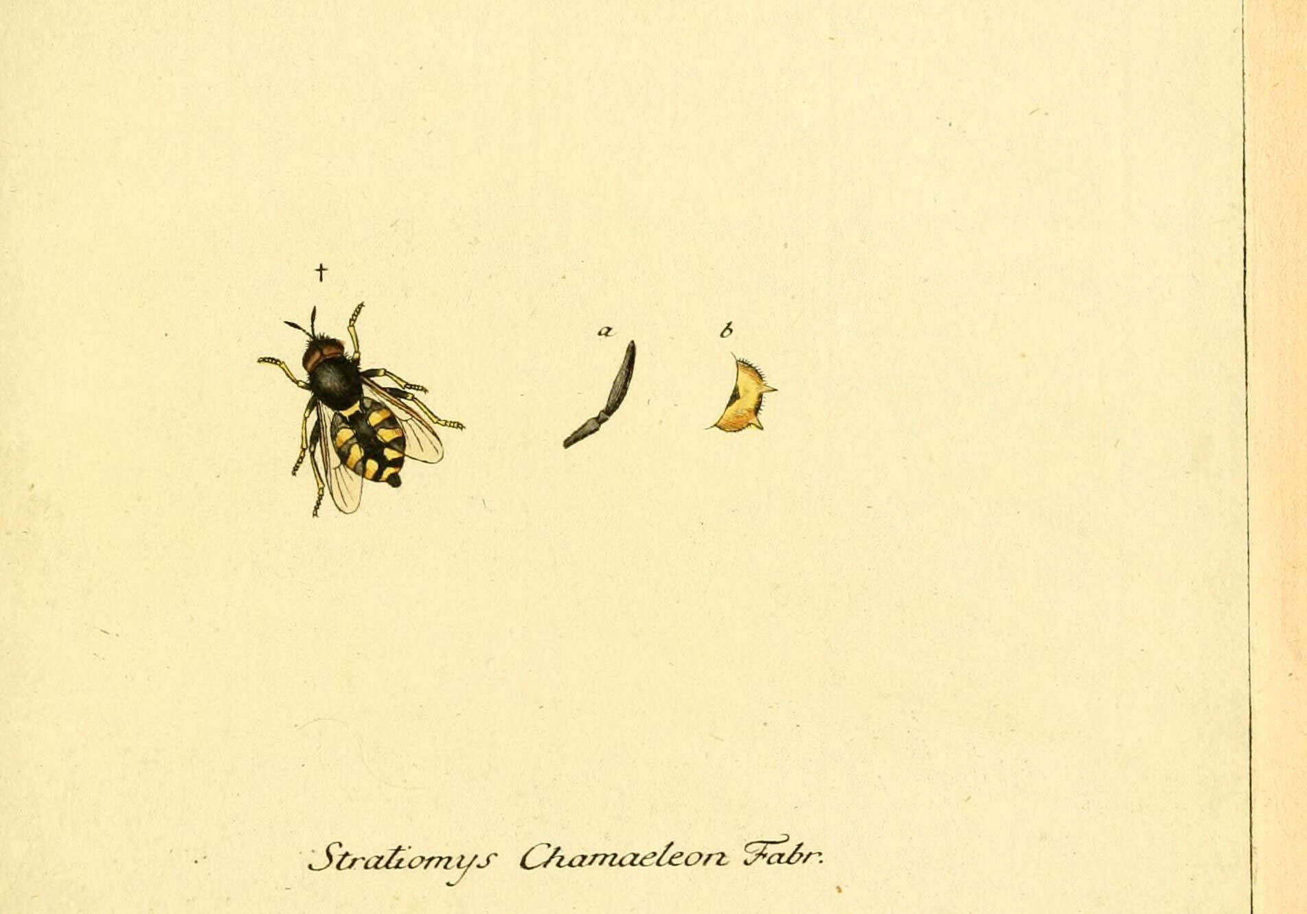 Image of Stratiomys chamaeleon (Linnaeus 1758)