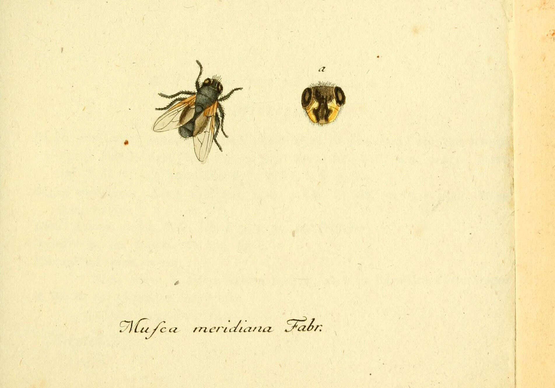 Image of Mesembrina meridiana (Linnaeus 1758)