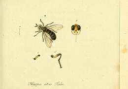 Image de Thecophora atra (Fabricius 1775)