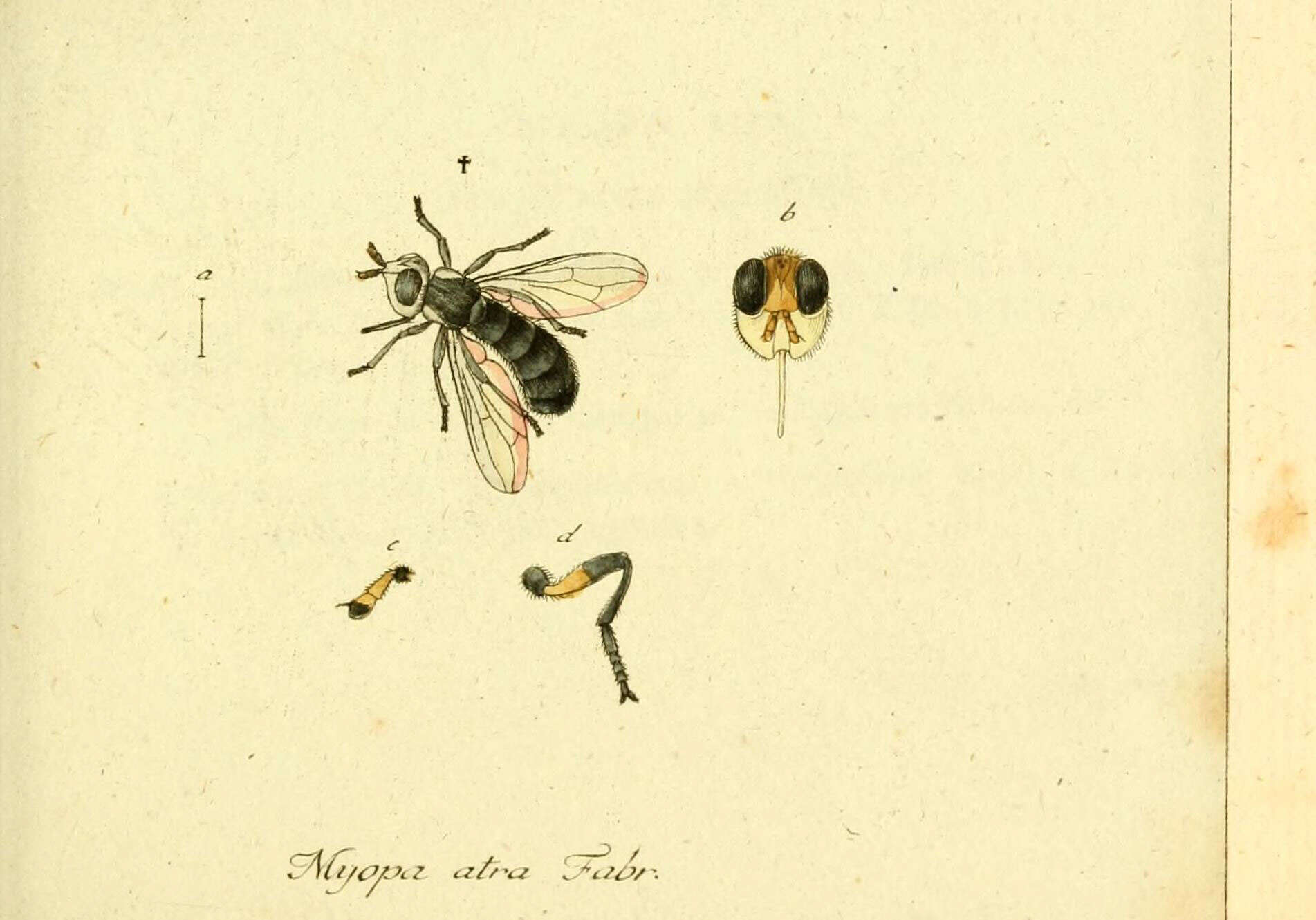 Plancia ëd Thecophora atra (Fabricius 1775)