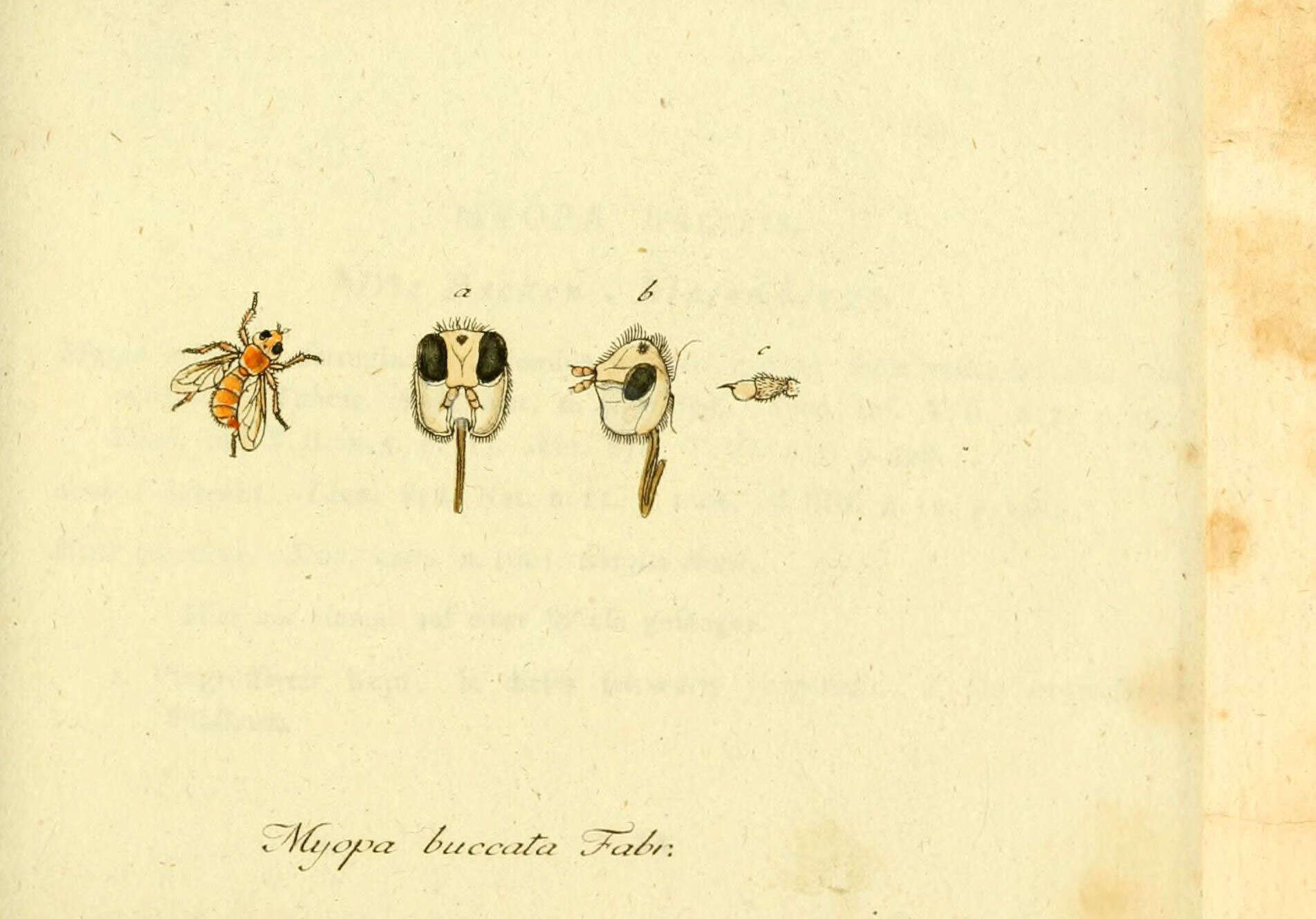 Imagem de Myopa buccata (Linnaeus 1758)