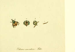 Image de Chrysops caecutiens (Linnaeus 1758)
