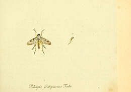 Imagem de Rhagio scolopaceus (Linnaeus 1758)