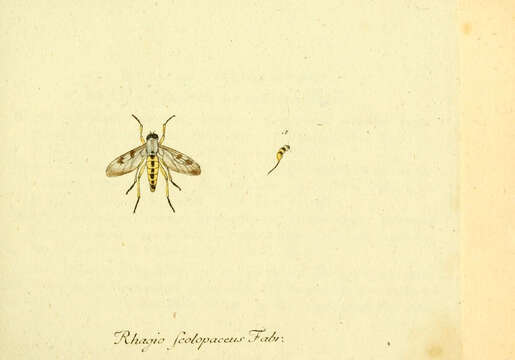 Image of Rhagio scolopaceus (Linnaeus 1758)