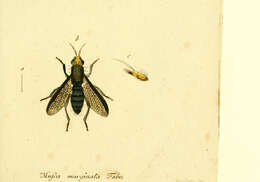 Sivun Coremacera marginata (Fabricius 1775) kuva