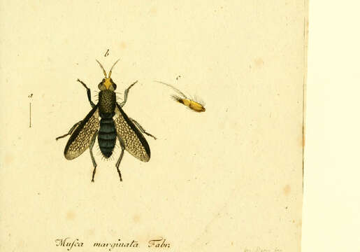 Image of Coremacera marginata (Fabricius 1775)