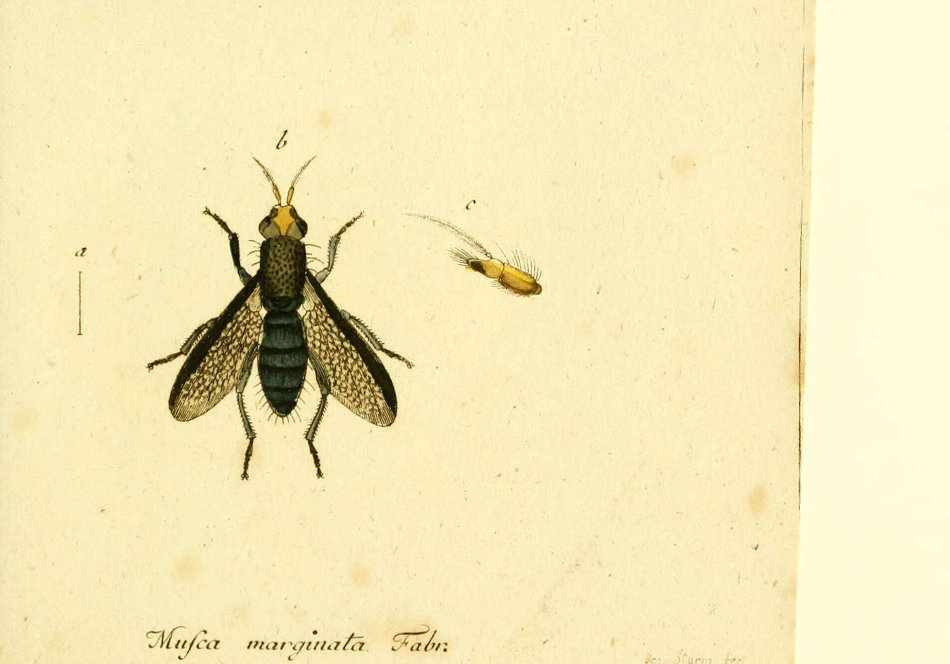 Sivun Coremacera marginata (Fabricius 1775) kuva