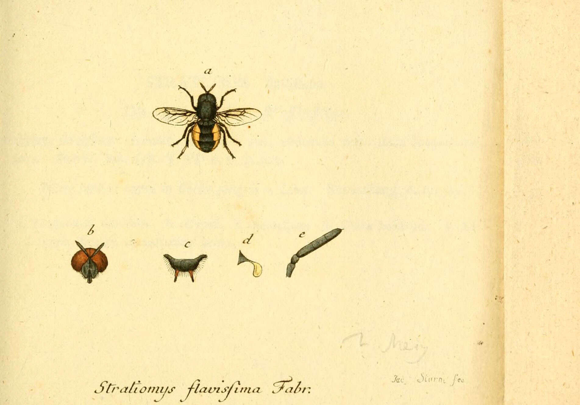 Sivun Odontomyia flavissima (Rossi 1790) kuva