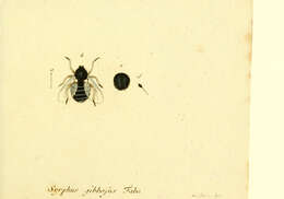 Imagem de Ogcodes gibbosus (Linnaeus 1758)