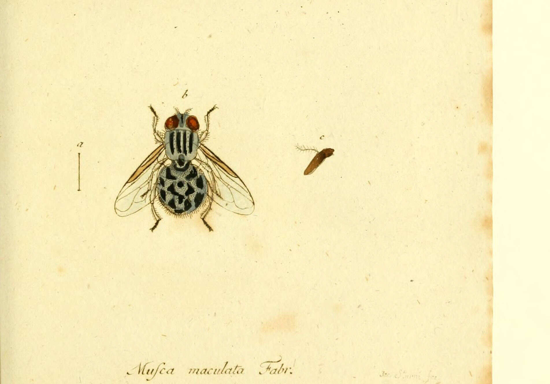 Image de Graphomya maculata (Scopoli 1763)