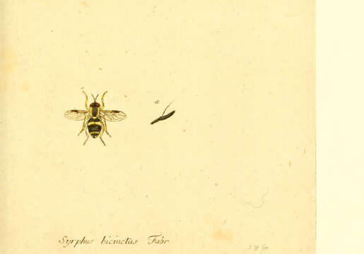 Image of Chrysotoxum bicinctum (Linnaeus 1758)