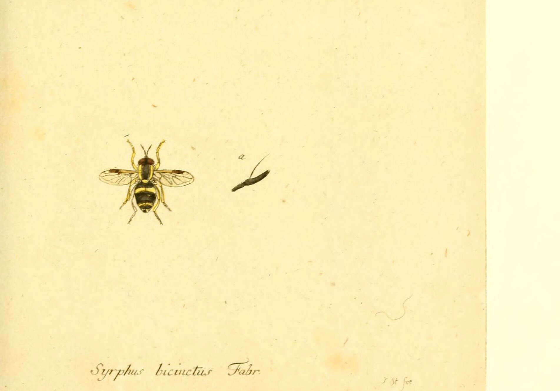 Image of Chrysotoxum bicinctum (Linnaeus 1758)