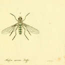 Imagem de Cosmina limbipennis (Macquart 1848)