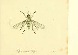 Image of Cosmina limbipennis (Macquart 1848)