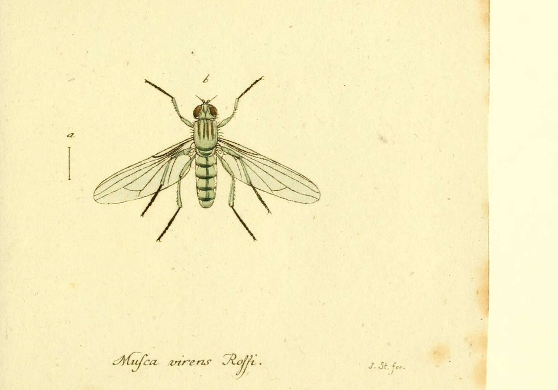 Imagem de Cosmina limbipennis (Macquart 1848)